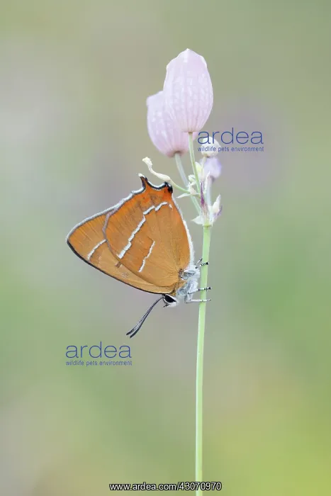 : Brown Hairstreak : Brown Hairstreak