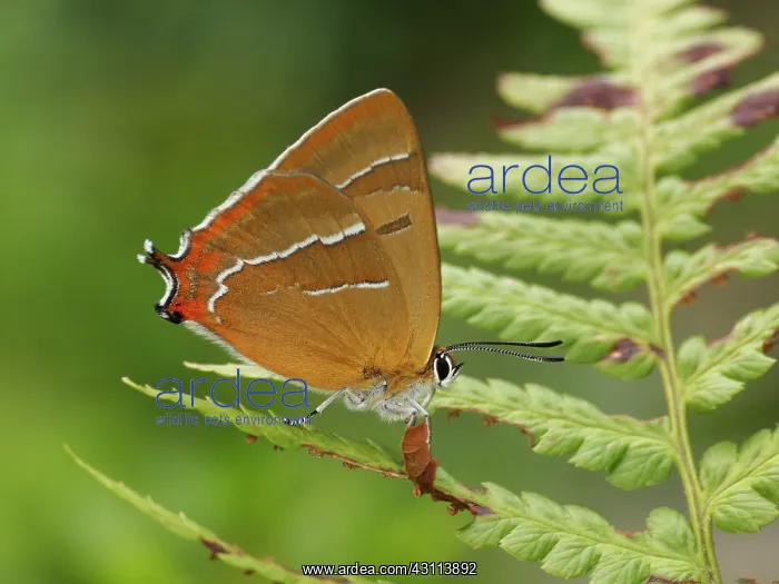 : Brown Hairstreak : Brown Hairstreak