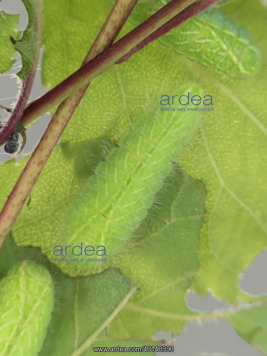 : Brown Hairstreak : Brown Hairstreak