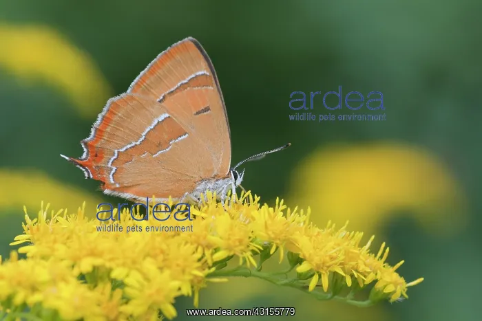 : Brown Hairstreak : Brown Hairstreak