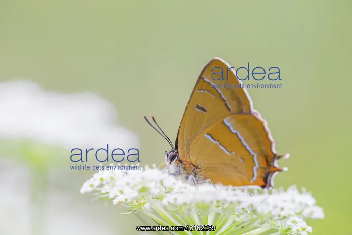 : Brown Hairstreak : Brown Hairstreak