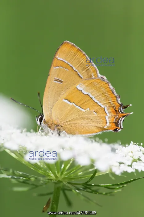 : Brown Hairstreak : Brown Hairstreak