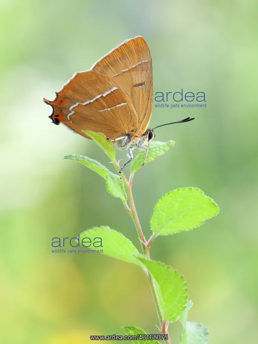 : Brown Hairstreak : Brown Hairstreak