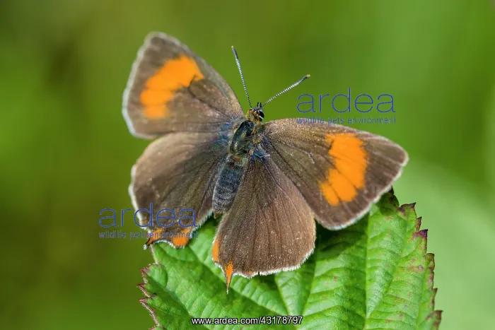 : Brown Hairstreak : Brown Hairstreak