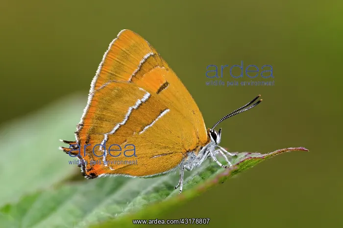 : Brown Hairstreak : Brown Hairstreak