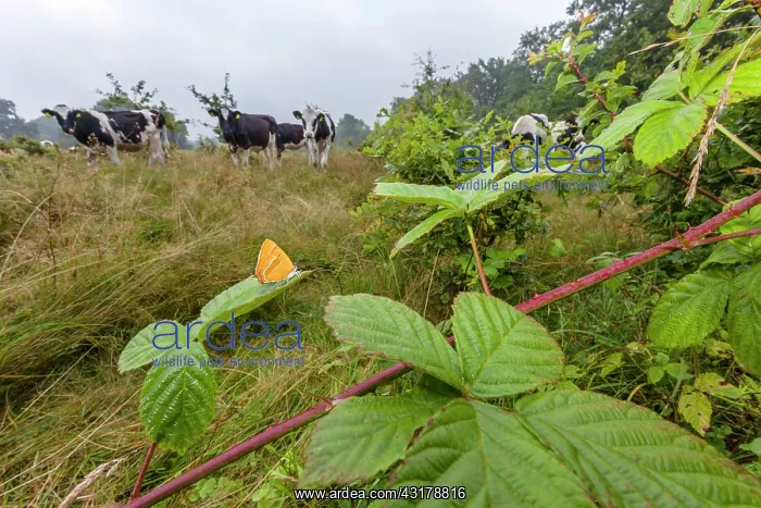 : Brown Hairstreak : Brown Hairstreak