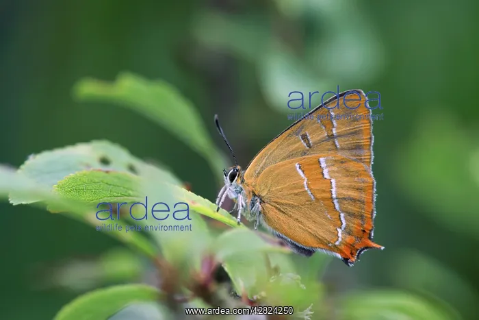 : Brown Hairstreak Butterfly : Brown Hairstreak Butterfly