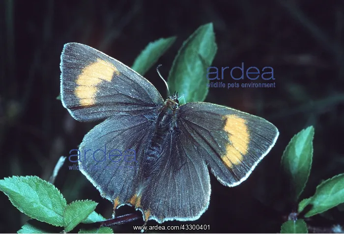 : BROWN HAIRSTREAK BUTTERFLY : BROWN HAIRSTREAK BUTTERFLY