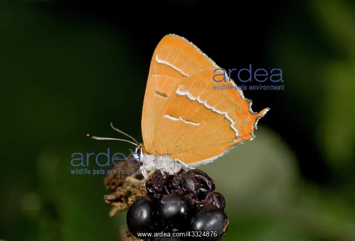 : Brown Hairstreak Butterfly - feeding on a ripe blackberry : Brown Hairstreak Butterfly - feeding on a ripe blackberry
