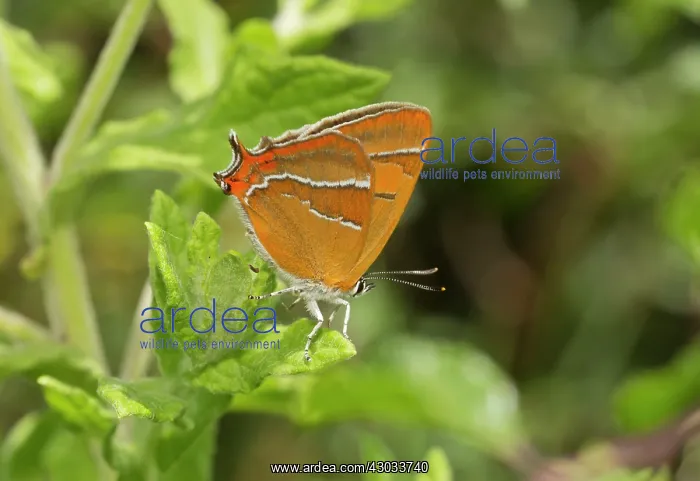 : Brown Hairstreak Butterfly female basking Dorset, UK : Brown Hairstreak Butterfly female basking Dorset, UK