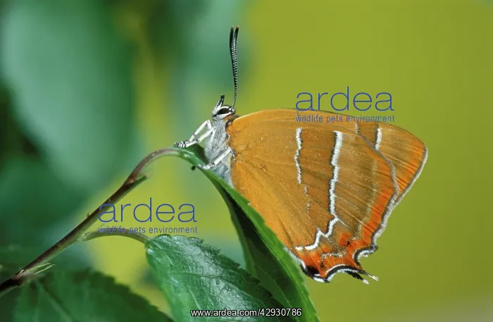 : Brown Hairstreak Butterfly - on leaf : Brown Hairstreak Butterfly - on leaf