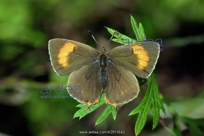 : Brown Hairstreak Butterfly - resting on plant in garden : Brown Hairstreak Butterfly - resting on plant in garden