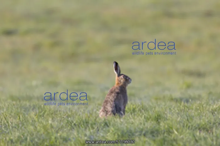  : Brown Hare 134, S-E Arndt