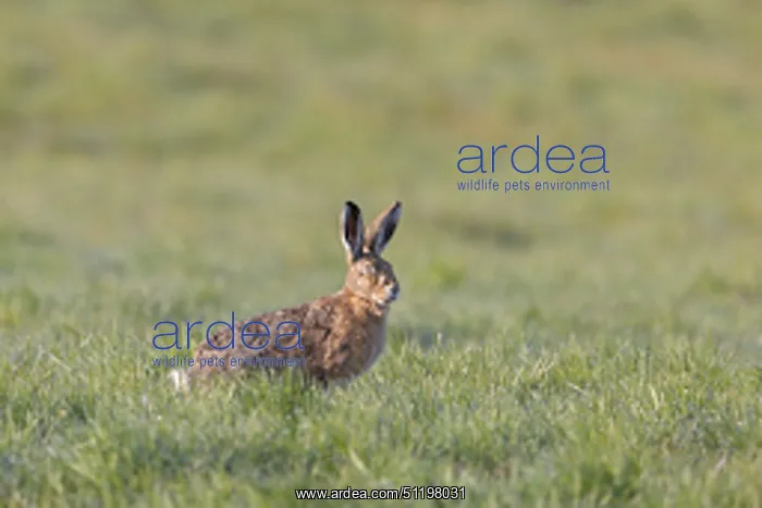  : Brown Hare 135, S-E Arndt