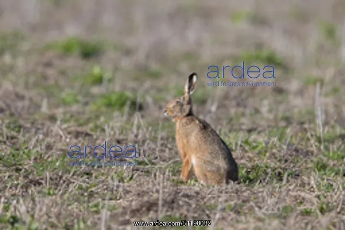  : Brown Hare 136, S-E Arndt