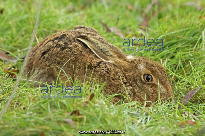  : Brown Hare