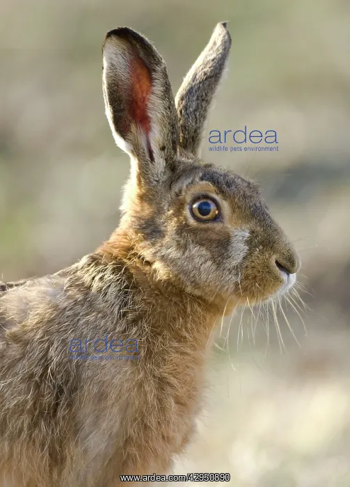 : Brown Hare : Brown Hare