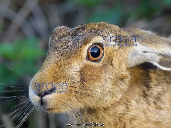 : Brown Hare : Brown Hare