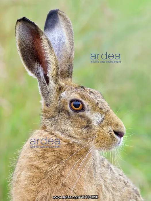 : Brown Hare : Brown Hare