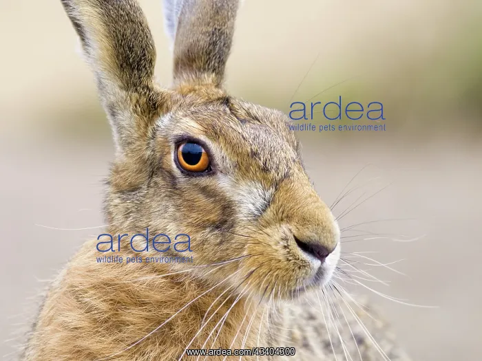 : Brown Hare : Brown Hare