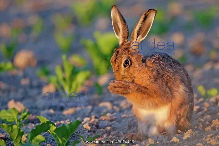 : Brown Hare adult grooming in early morning : Brown Hare adult grooming in early morning