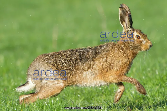 : Brown Hare adult male running in dew covered : Brown Hare adult male running in dew covered