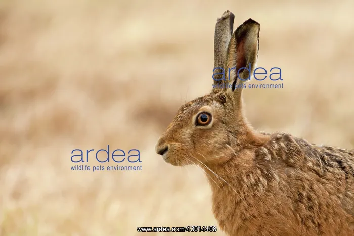  : Brown Hare adult summer