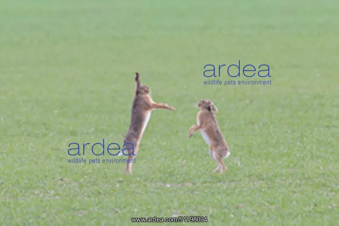  : Brown Hare boxing 81, S-E Arndt