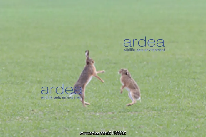  : Brown Hare boxing 82, S-E Arndt