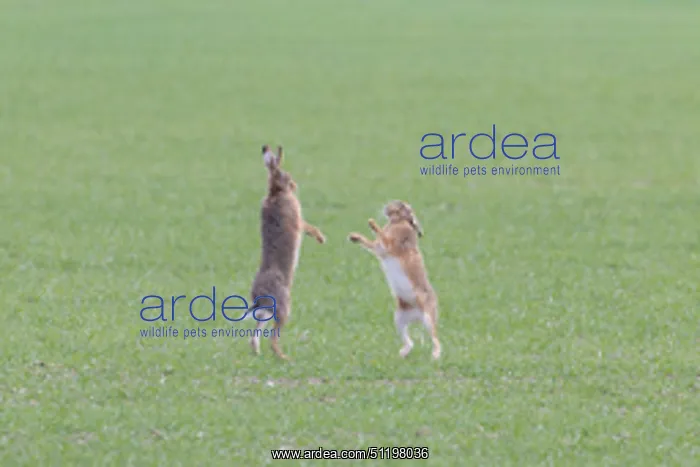  : Brown Hare boxing 85, S-E Arndt