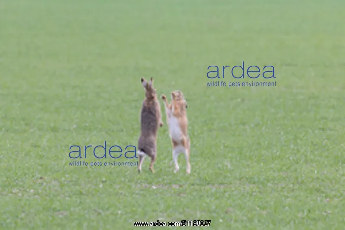 : Brown Hare boxing 88, S-E Arndt