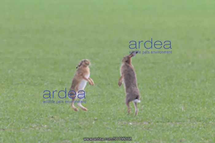  : Brown Hare boxing 89, S-E Arndt