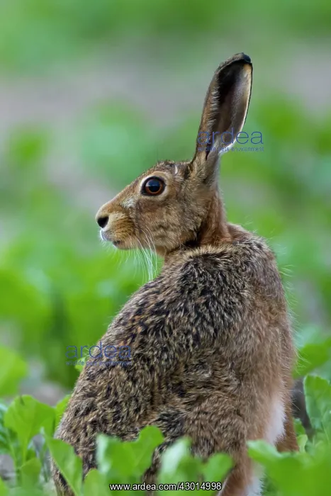  : Brown Hare in crop field