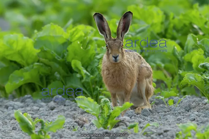  : Brown Hare in crop field