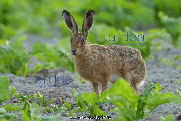  : Brown Hare in crop field