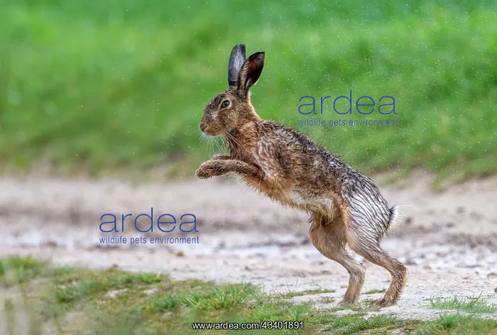 : BROWN HARE, EUROPEAN HARE : BROWN HARE, EUROPEAN HARE