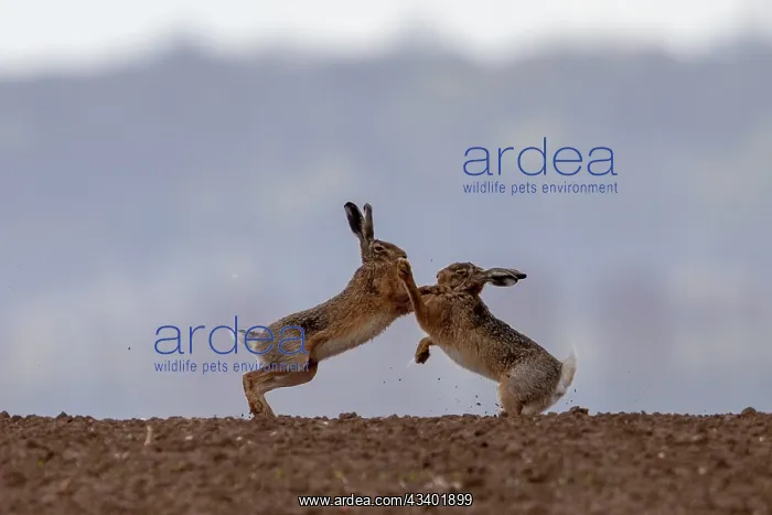 : BROWN HARE, EUROPEAN HARE : BROWN HARE, EUROPEAN HARE