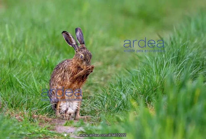 : BROWN HARE, EUROPEAN HARE : BROWN HARE, EUROPEAN HARE