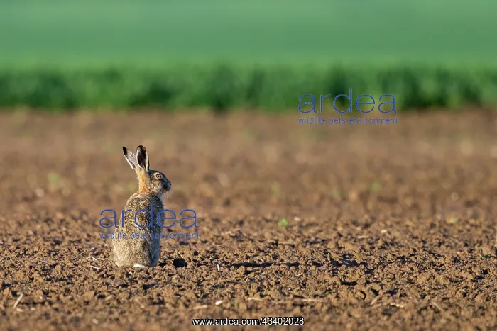 : BROWN HARE, EUROPEAN HARE : BROWN HARE, EUROPEAN HARE