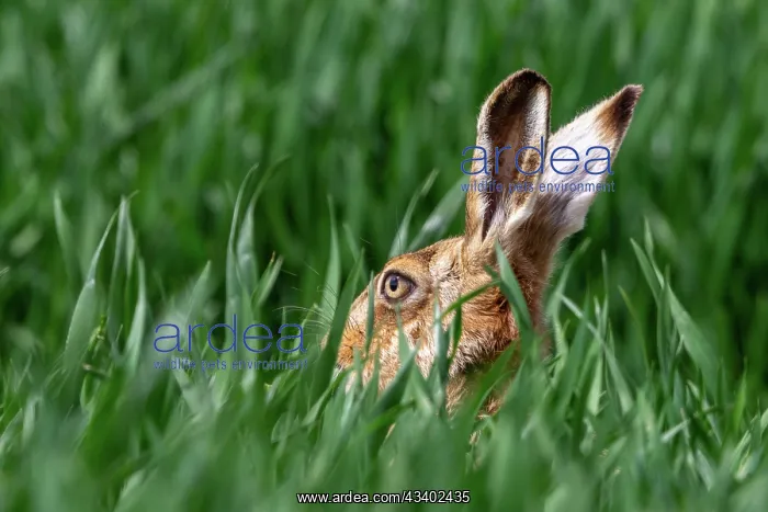 : BROWN HARE, EUROPEAN HARE : BROWN HARE, EUROPEAN HARE
