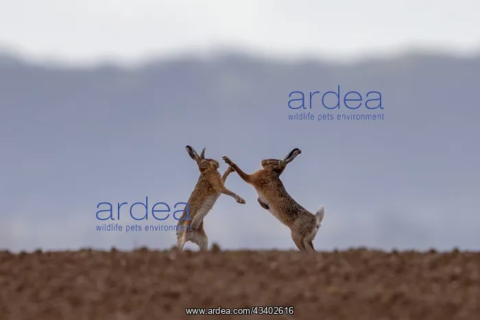 : BROWN HARE, EUROPEAN HARE : BROWN HARE, EUROPEAN HARE