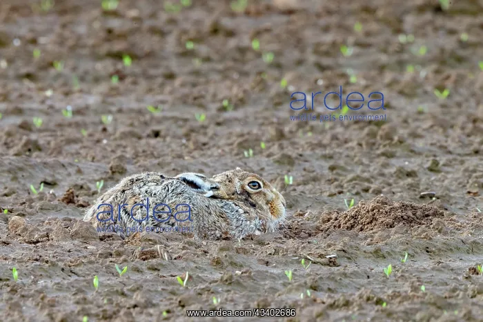  : BROWN HARE, EUROPEAN HARE