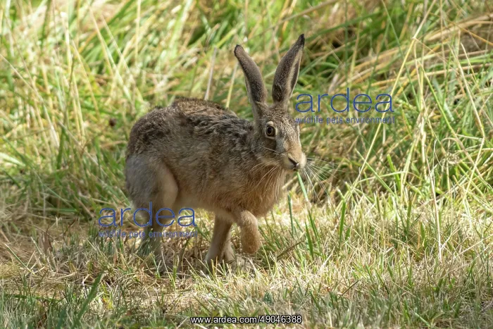 : BROWN HARE, EUROPEAN HARE : BROWN HARE, EUROPEAN HARE