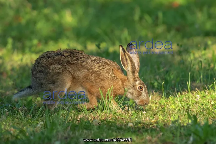 : BROWN HARE, EUROPEAN HARE : BROWN HARE, EUROPEAN HARE