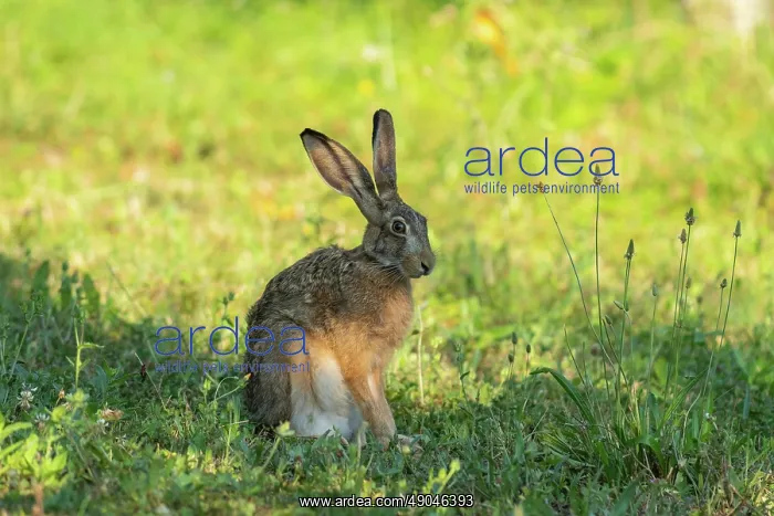 : BROWN HARE, EUROPEAN HARE : BROWN HARE, EUROPEAN HARE