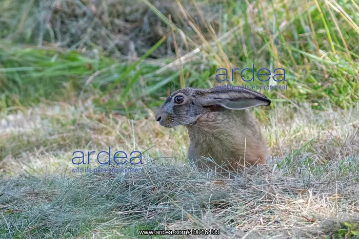 : BROWN HARE, EUROPEAN HARE : BROWN HARE, EUROPEAN HARE