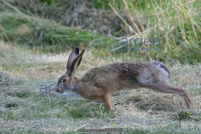 : BROWN HARE, EUROPEAN HARE : BROWN HARE, EUROPEAN HARE