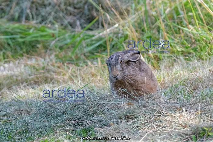: BROWN HARE, EUROPEAN HARE : BROWN HARE, EUROPEAN HARE
