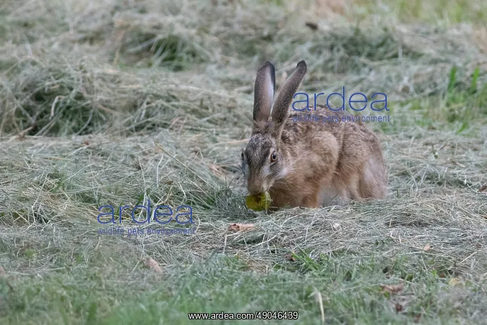 : BROWN HARE, EUROPEAN HARE : BROWN HARE, EUROPEAN HARE