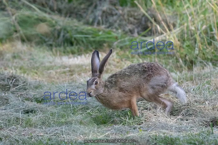 : BROWN HARE, EUROPEAN HARE : BROWN HARE, EUROPEAN HARE
